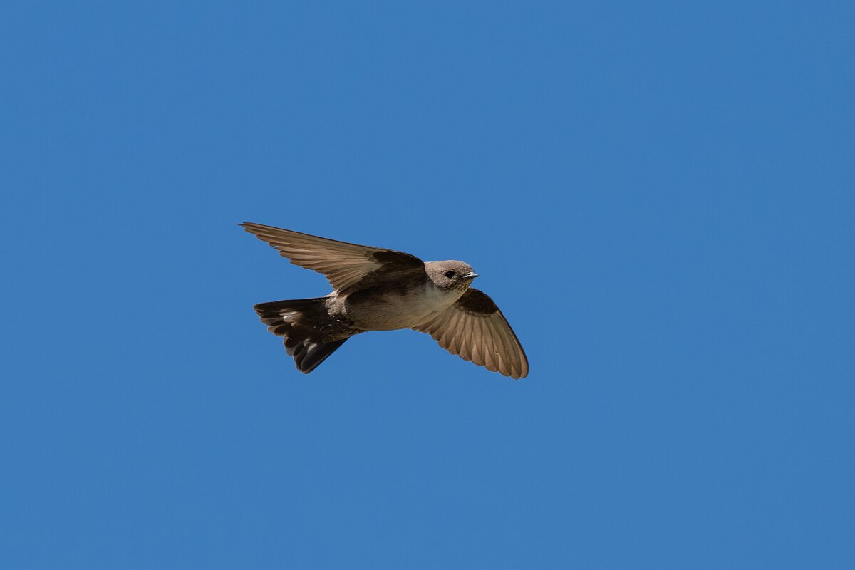 DPPhotography - Extremadura - Crag martin - B.jpg - Crag martin - Río Magasca, Extremadura