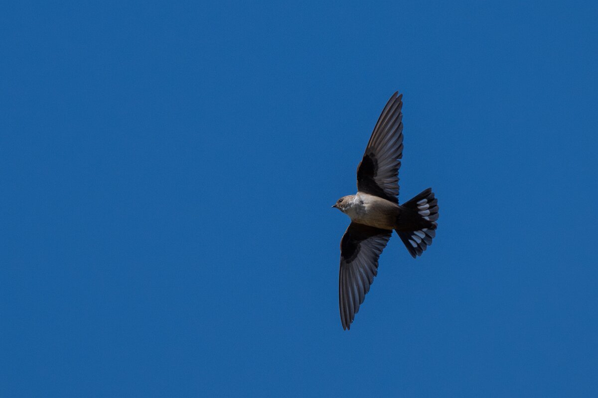 DPPhotography - Extremadura - Crag martin - G.jpg - Crag martin - Río Magasca, Extremadura
