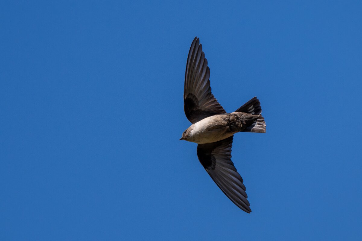 DPPhotography - Extremadura - Crag martin - H.jpg - Crag martin - Río Magasca, Extremadura