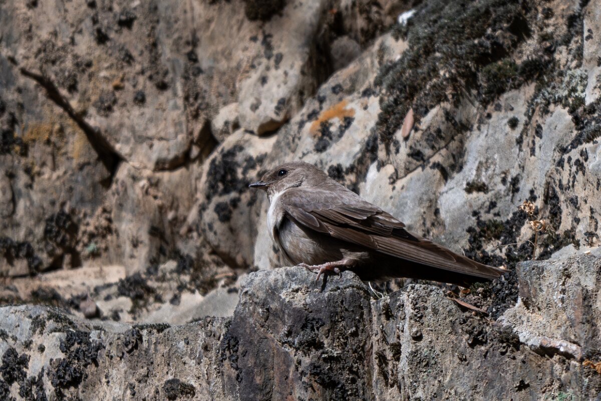 DPPhotography - Extremadura - Crag martin - M.jpg - Crag martin - Río Magasca, Extremadura