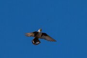 DPPhotography - Extremadura - Crag martin - E