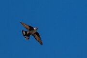 DPPhotography - Extremadura - Crag martin - F