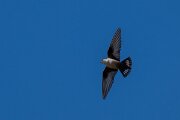 DPPhotography - Extremadura - Crag martin - G