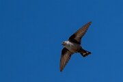 DPPhotography - Extremadura - Crag martin - I