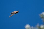 DPPhotography - Extremadura - Crag martin - J