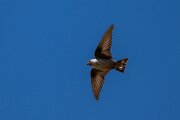 DPPhotography - Extremadura - Crag martin - K
