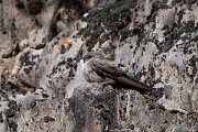 DPPhotography - Extremadura - Crag martin - N