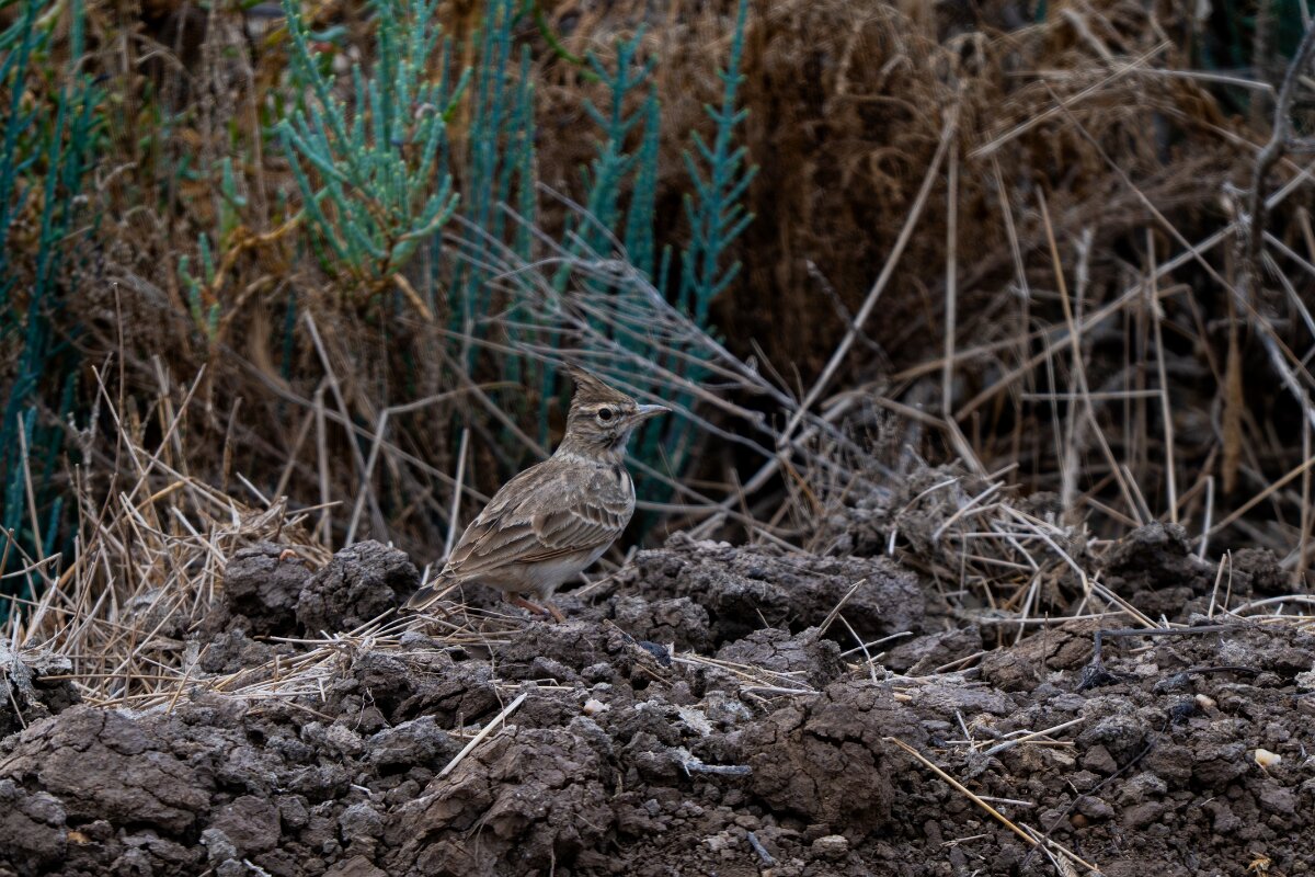 DPPhotography - Andalucia - Crested lark - A.jpg - Crested lark - Doñana National Park