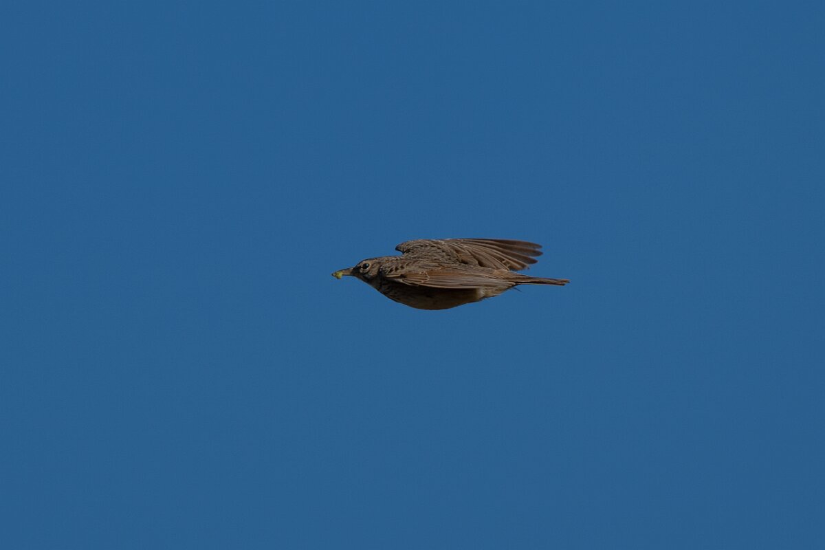 DPPhotography - Extremadura - Crested lark - A.jpg - Crested lark - Trujillo Plains, Extremadura