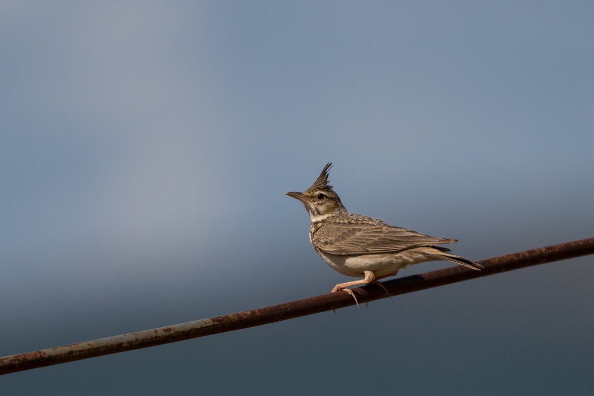 DPPhotography - Extremadura - Crested lark - G.jpg - Crested lark - Valdedalor, Extremadura