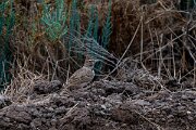 DPPhotography - Andalucia - Crested lark - A