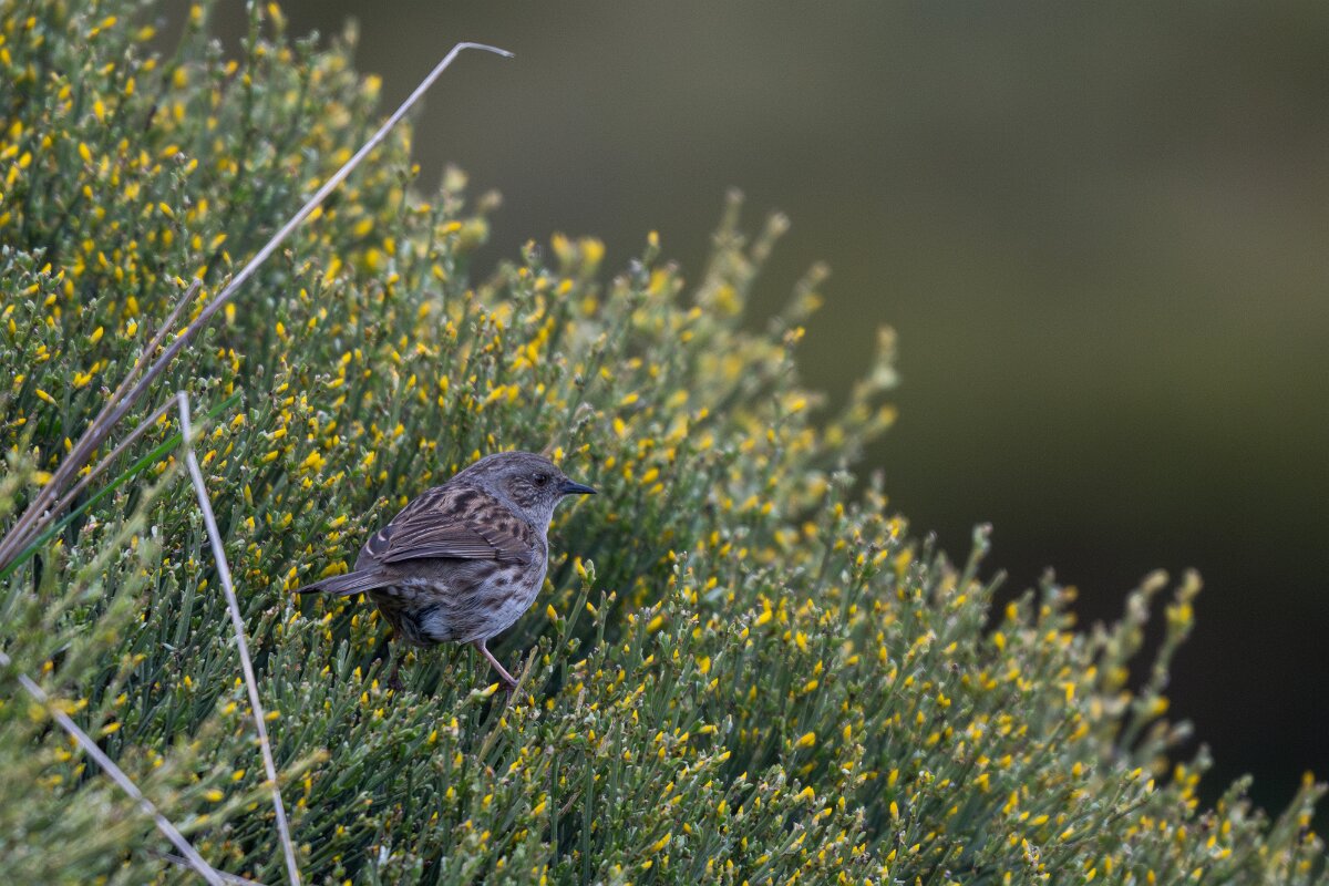 DPPhotography - Extremadura - Dunnock - C.jpg - Dunnock - La Covatilla, Sierra de Bejar, Castilla y León