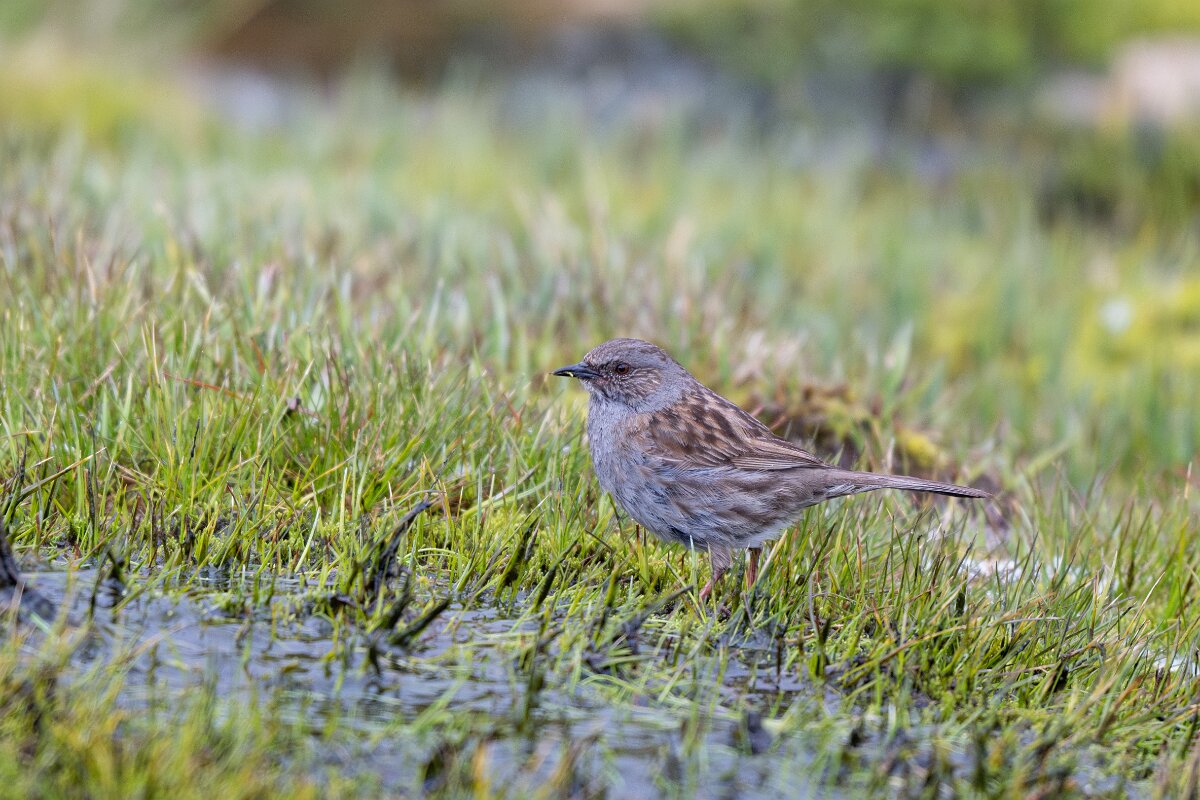 DPPhotography - Extremadura - Dunnock - E.jpg - Dunnock - Plataforma de Gredos, Castilla y León