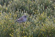 DPPhotography - Extremadura - Dunnock - A