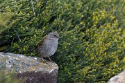DPPhotography - Extremadura - Dunnock - B