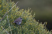 DPPhotography - Extremadura - Dunnock - C