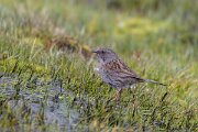 DPPhotography - Extremadura - Dunnock - D