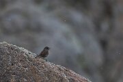 DPPhotography - Extremadura - Dunnock - F