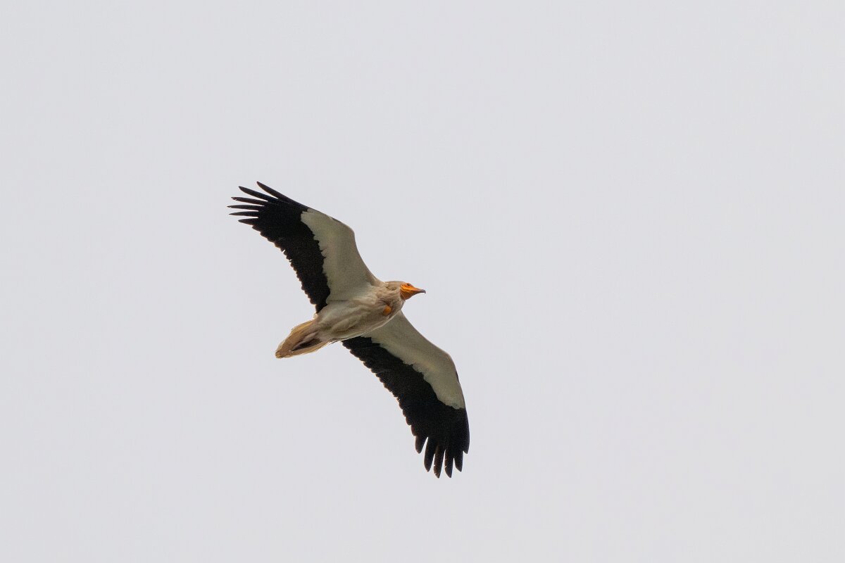 DPPhotography - Extremadura - Egyptian vulture - A.jpg - Egyptian vulture - Castillo de Monfragüe, Extremadura