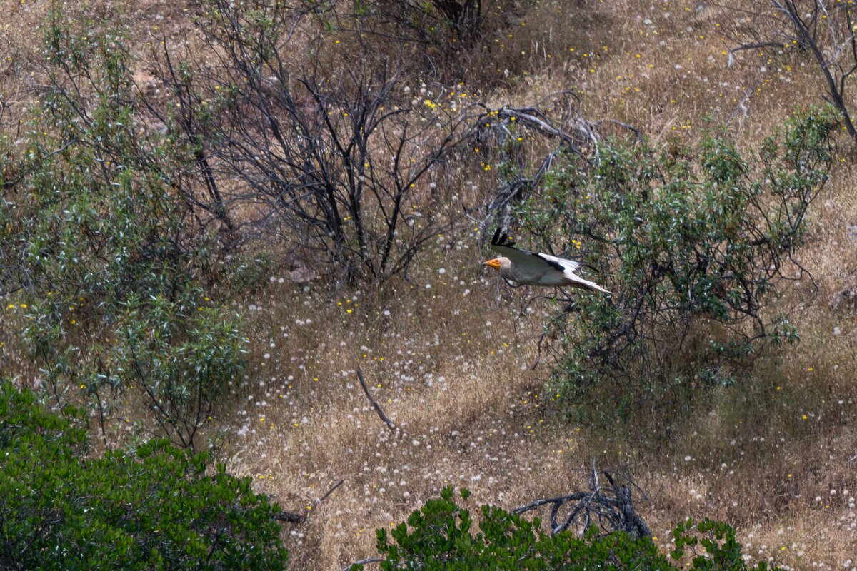 DPPhotography - Extremadura - Egyptian vulture - G.jpg - Egyptian vulture - Portilla del Tietar, Extremadura