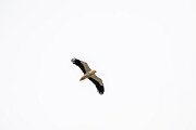 DPPhotography - Extremadura - Egyptian vulture - B