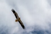 DPPhotography - Extremadura - Egyptian vulture - H