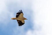 DPPhotography - Extremadura - Egyptian vulture - J