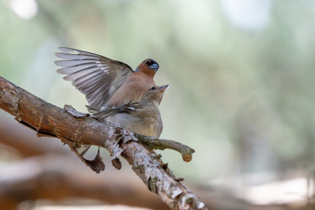 DPPhotography - Extremadura - Eurasian chaffinch - A.jpg - Eurasian chaffinch - Parador de Gredos, Castilla y León