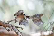DPPhotography - Extremadura - Eurasian chaffinch - B