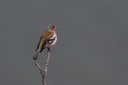 DPPhotography - Extremadura - Eurasian chaffinch - C