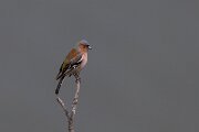 DPPhotography - Extremadura - Eurasian chaffinch - D
