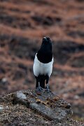 DPPhotography - Andalucia - Eurasian magpie - A