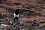 DPPhotography - Andalucia - Eurasian magpie - B