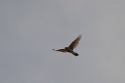 DPPhotography - Andalucia - Eurasian sparrowhawk - A
