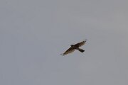 DPPhotography - Andalucia - Eurasian sparrowhawk - B