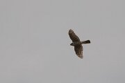 DPPhotography - Andalucia - Eurasian sparrowhawk - D