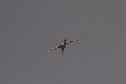 DPPhotography - Andalucia - Eurasian spoonbill - C