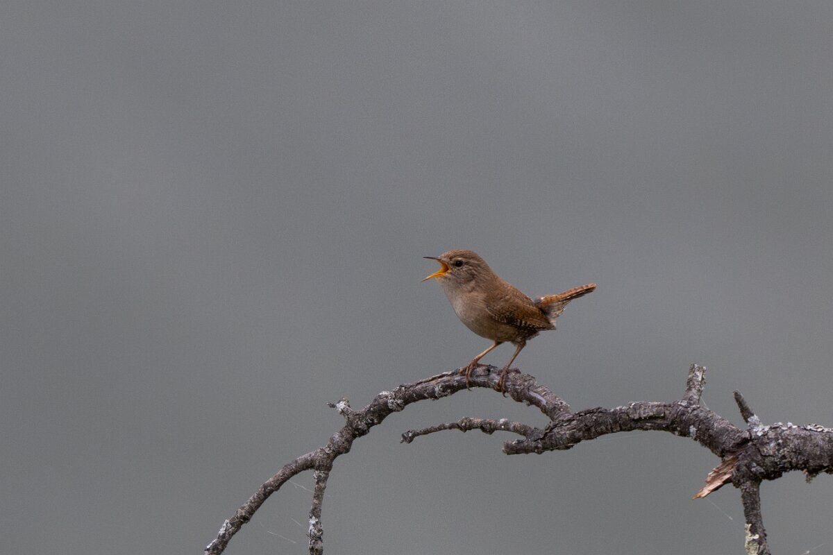 DPPhotography - Extremadura - Eurasian wren - B.jpg - Eurasian wren - Peña Falcon, Monfragüe