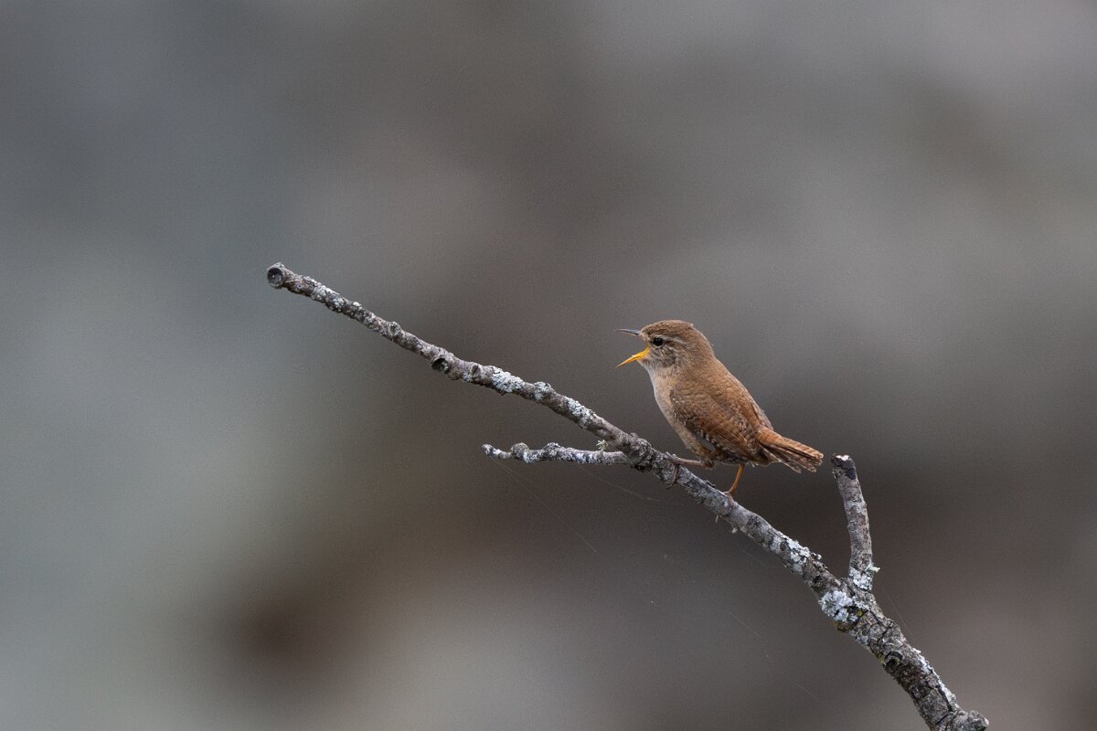 DPPhotography - Extremadura - Eurasian wren - C.jpg - Eurasian wren - Peña Falcon, Monfragüe
