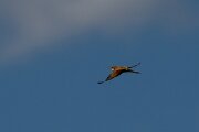 DPPhotography - Extremadura - European bee-eater - A