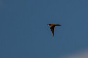 DPPhotography - Extremadura - European bee-eater - B