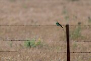 DPPhotography - Extremadura - European bee-eater - D