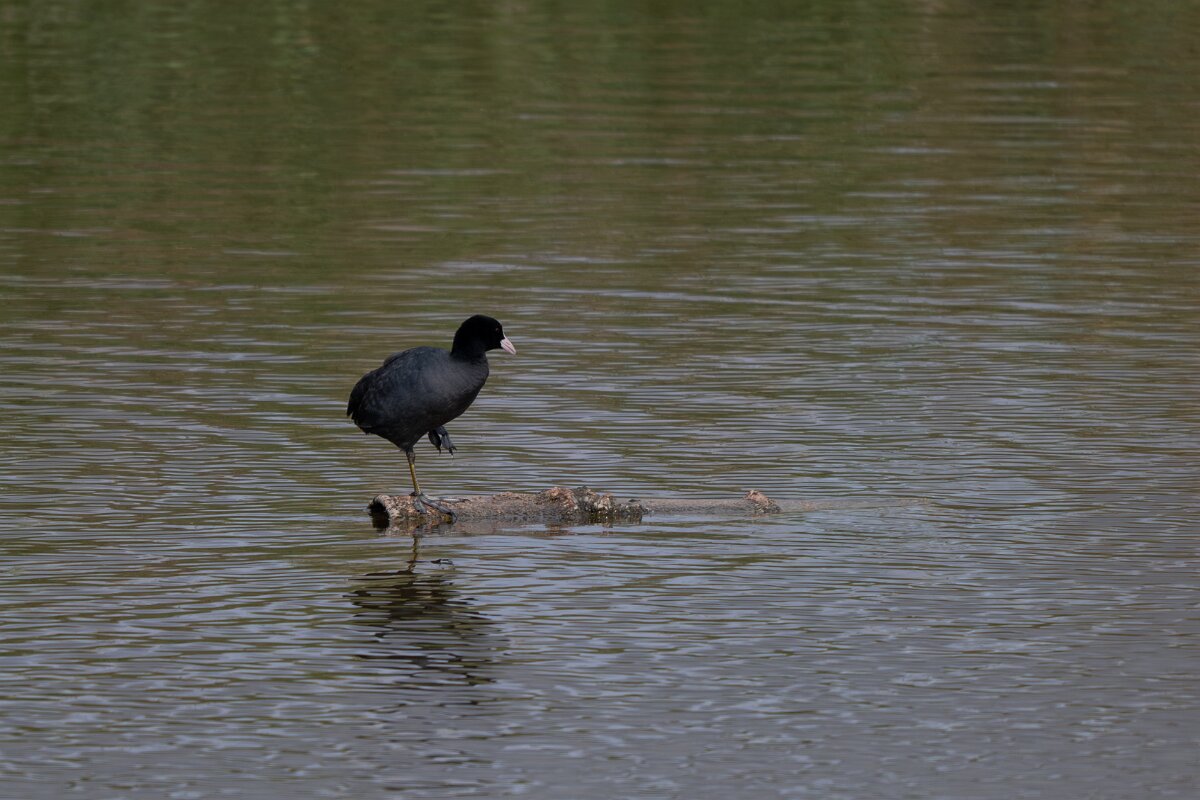 DPPhotography - Andalucia - Eurasian coot - A.jpg - Eurasian coot - Doñana National Park