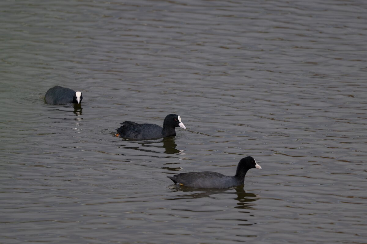 DPPhotography - Andalucia - Eurasian coot - B.jpg - Eurasian coot - Doñana National Park