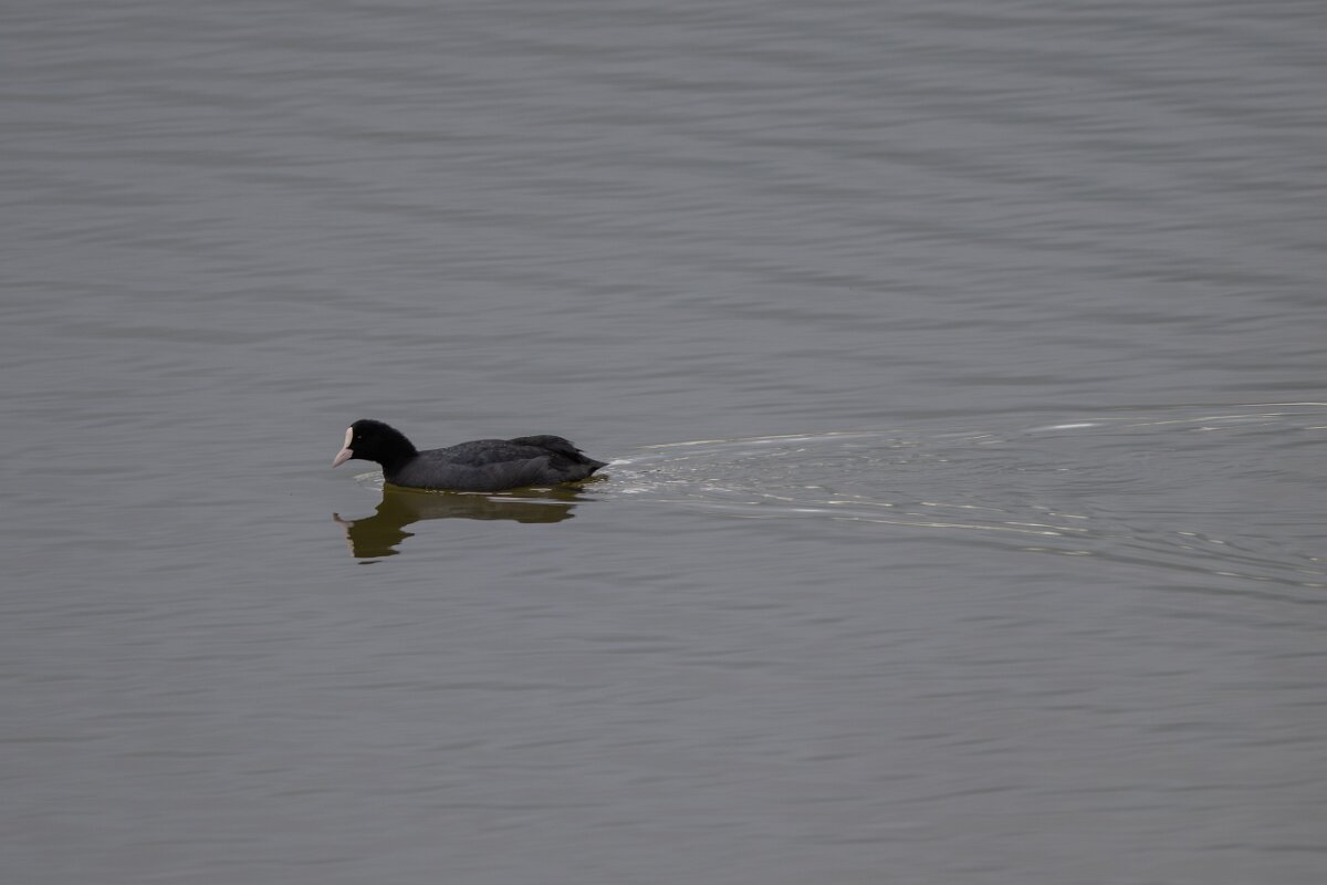 DPPhotography - Andalucia - Eurasian coot - D.jpg - Eurasian coot - Doñana National Park