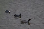 DPPhotography - Andalucia - Eurasian coot - B