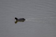 DPPhotography - Andalucia - Eurasian coot - D
