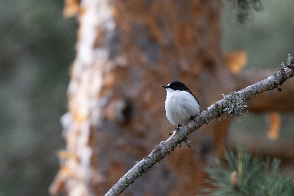 DPPhotography - Extremadura - Pied flycatcher - A.jpg - European pied flycatcher - Parador de Gredos, Castilla y León