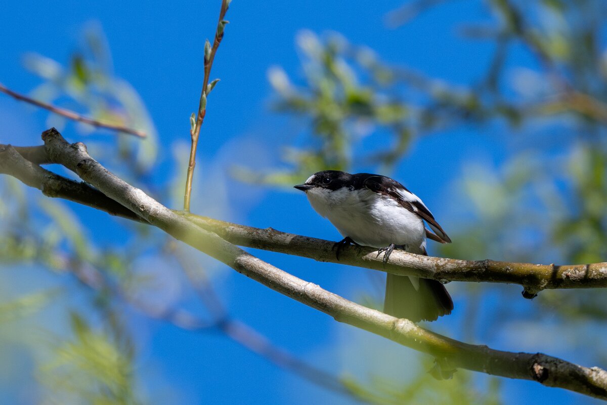 DPPhotography - Extremadura - Pied flycatcher - B.jpg - European pied flycatcher - Rio Tormes, Castilla y León