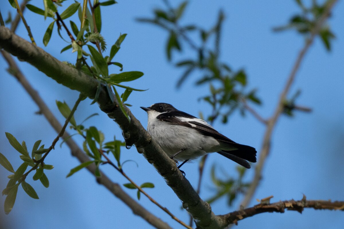 DPPhotography - Extremadura - Pied flycatcher - D.jpg - European pied flycatcher - Rio Tormes, Castilla y León